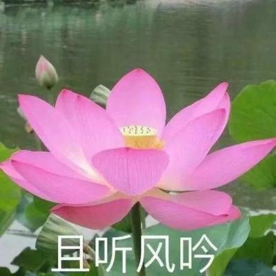 pg麻将胡了下载入口